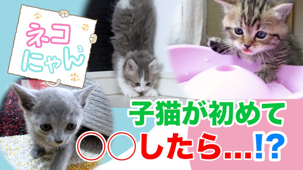 ネコにゃん ～子猫はじめて体験物語～ 2月22日(土)放送分 ドキドキ