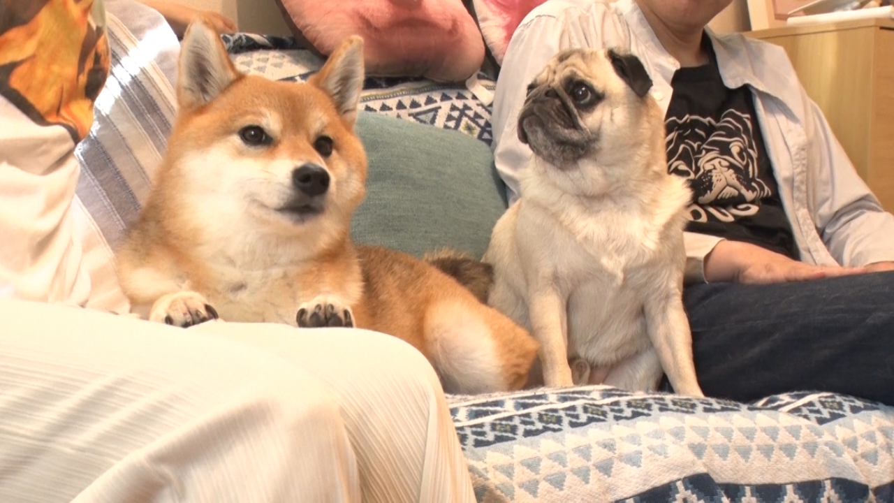 いぬじかん 10月18日(土)放送分 女王様な柴犬とパグの日常をお届け