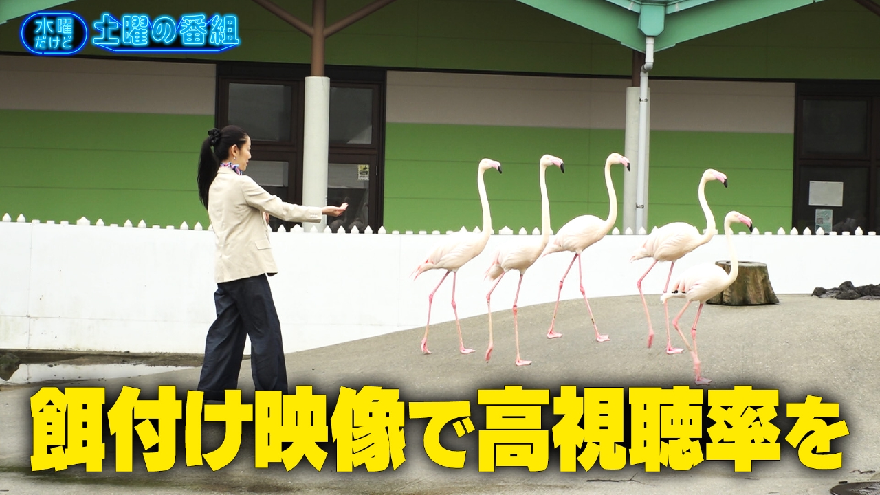 水曜だけど土曜の番組 7月2日(水)放送分 ママさんリポーター草野を癒し