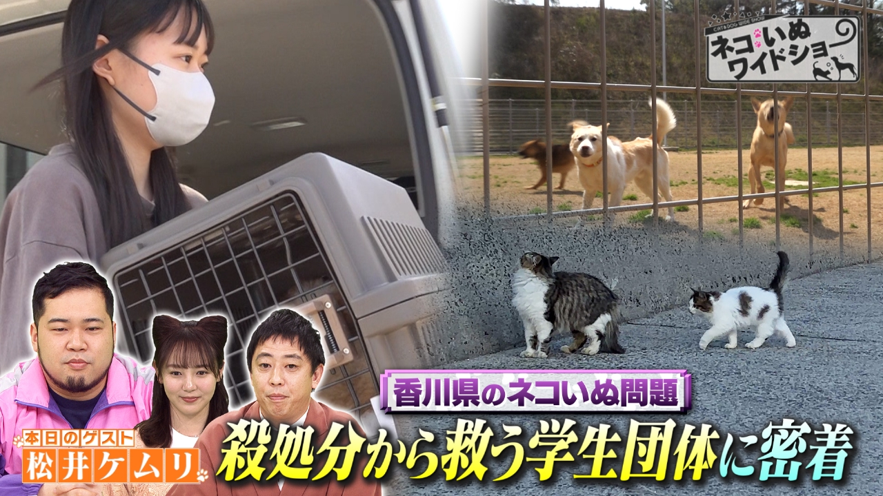 犬と猫のエマージェンシー対応［裁断済］ Amazon.co.jp: 犬と猫のエマージェンシー対応 すぐに検索！臨床