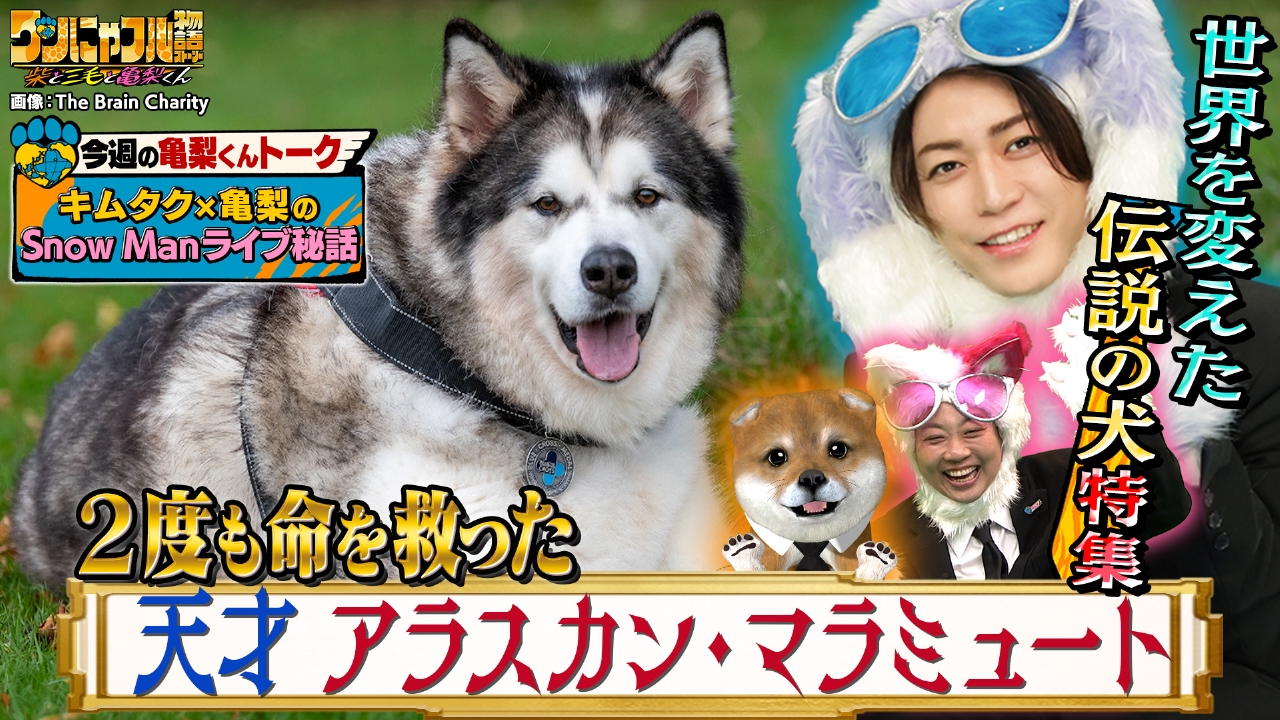 世界を救う！ワンにゃフル物語～柴と三毛と亀梨くん～ 5月7日(水)放送