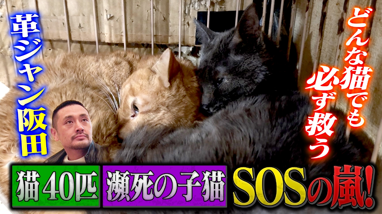 坂上どうぶつ王国 5月30日(金)放送分 どんな猫でも必ず救う、革ジャン