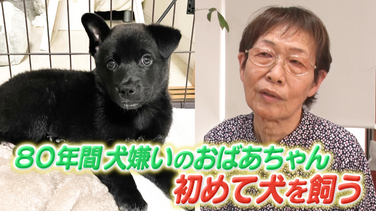 いぬじかん 7月19日(土)放送分 犬嫌いなおばあちゃんが初めて犬を飼っ