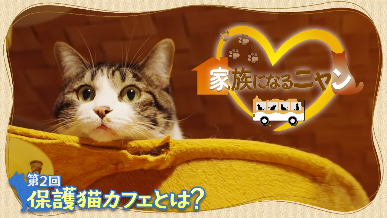 家族になるニャン 4月8日(火)放送分 保護猫カフェとは？｜バラエティ
