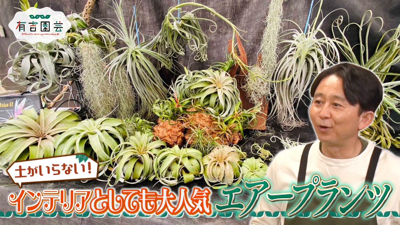 夢が咲く 有吉園芸～Road to start a garden shop～ 5月20日(火)放送分