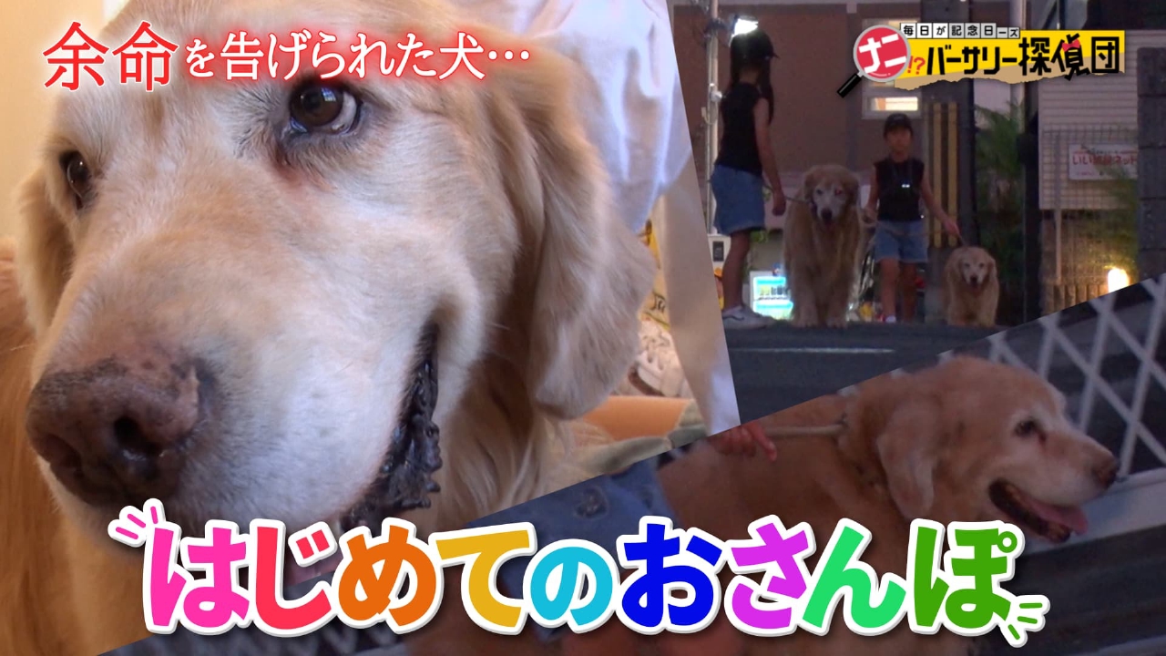 かんさい情報ネットten.「ナニバーサリー」 8月15日(金)放送分