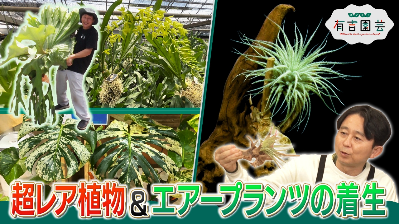 夢が咲く 有吉園芸～Road to start a garden shop～ 6月17日(火)放送分