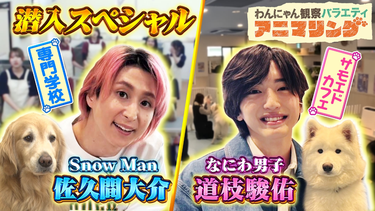 わんにゃん観察バラエティ アニマリング 4月4日(金)放送分 Snow Man