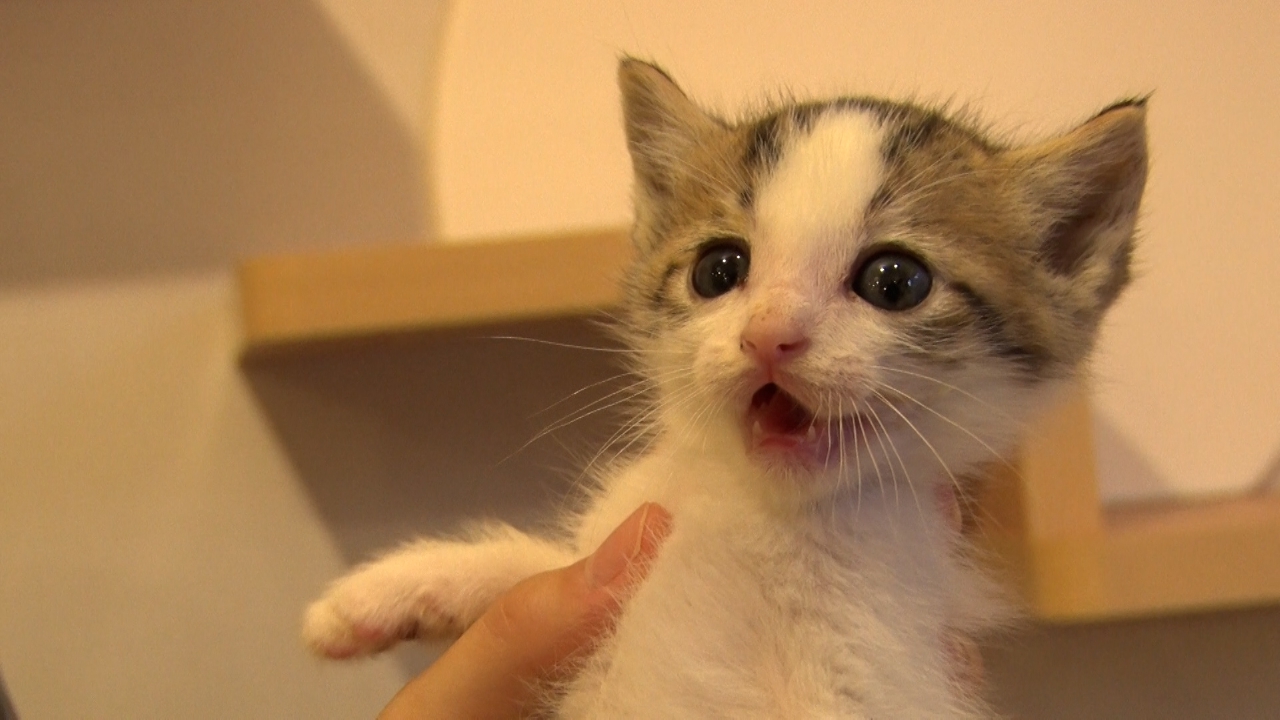 ねこ自慢 8月6日(水)放送分 シャーシャー猫だらけの譲渡会に密着！番組