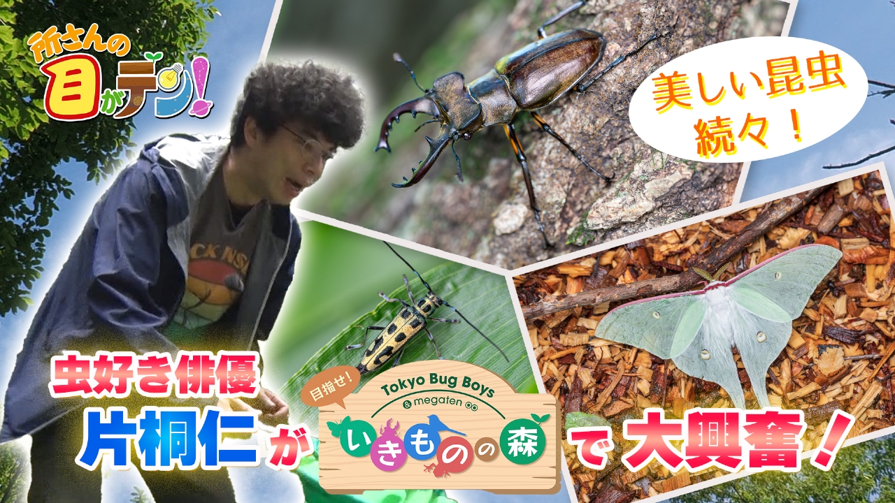 所さんの目がテン！ 7月27日(日)放送分 昆虫大好き俳優、片桐仁が