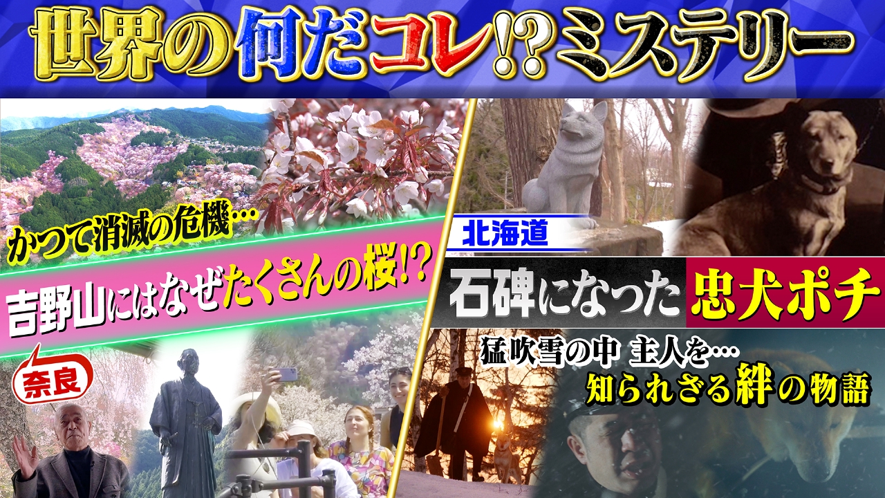 世界の何だコレ！？ミステリー 5月7日(水)放送分 吉野山になぜたくさん 