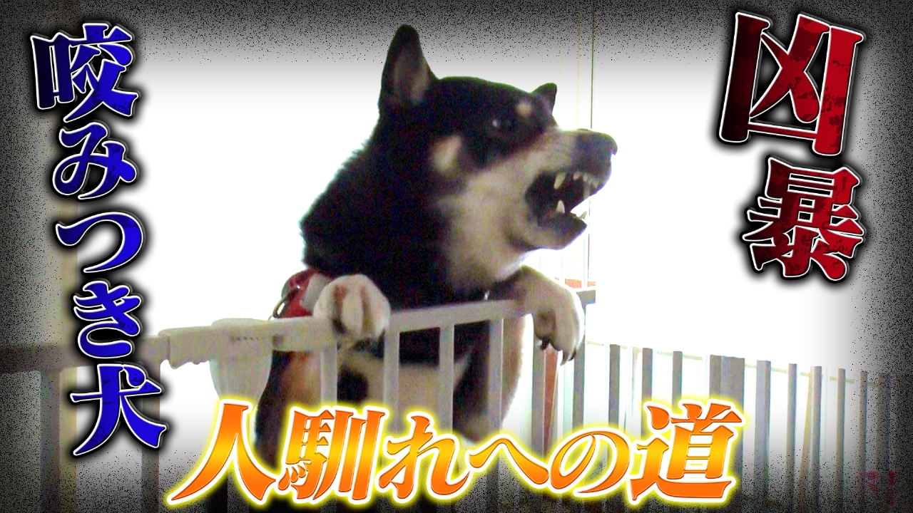 坂上どうぶつ王国 9月5日(金)放送分 凶暴な咬みつき犬が2日で変身 
