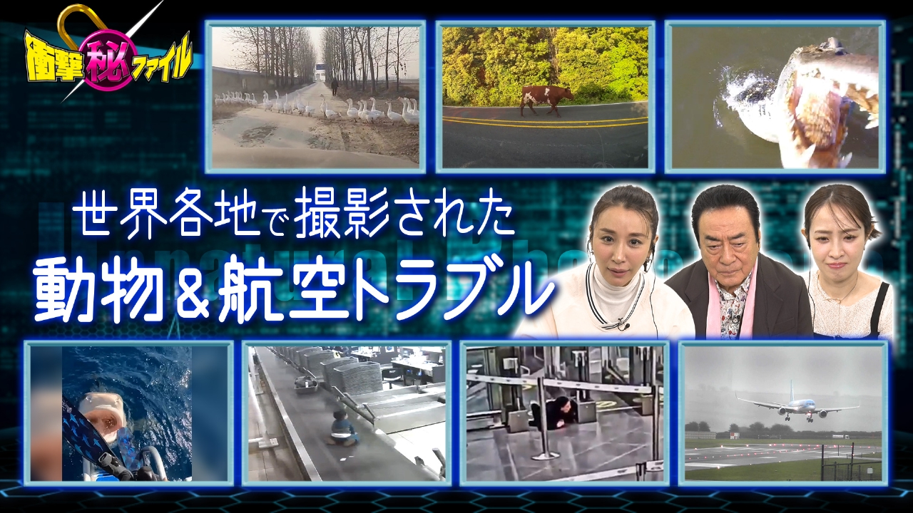 世界が騒然！本当にあった(秘)衝撃ファイル 4月15日(火)放送分 衝撃映像｜バラエティ｜見逃し無料配信はTVer！人気の動画見放題