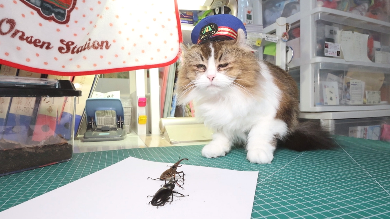 どらにゃんページ どらにゃんクリニック-神戸のTNVR動物病院