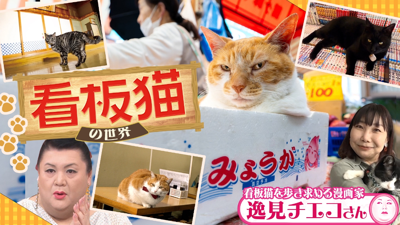 マツコの知らない世界 5月27日(火)放送分 後編！「看板猫の世界