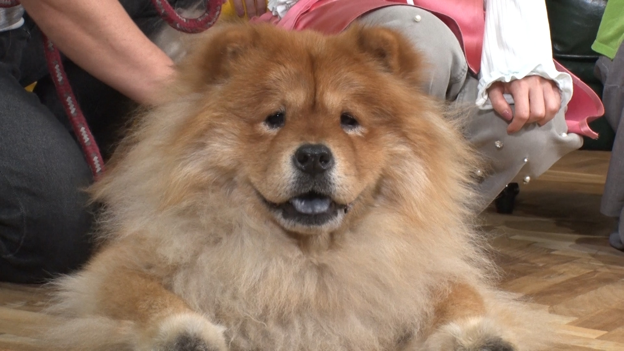 いぬじかん 6月14日(土)放送分 島崎遥香がチャウチャウと初対面！保護