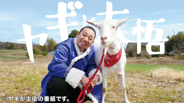 やぎとやすお ヤギと大悟 4月28日(金)放送分 桜満開！神奈川県愛川町を雑草モグモグ