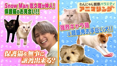 わんにゃん観察バラエティ アニマリング 10月10日 リアルタイム配信