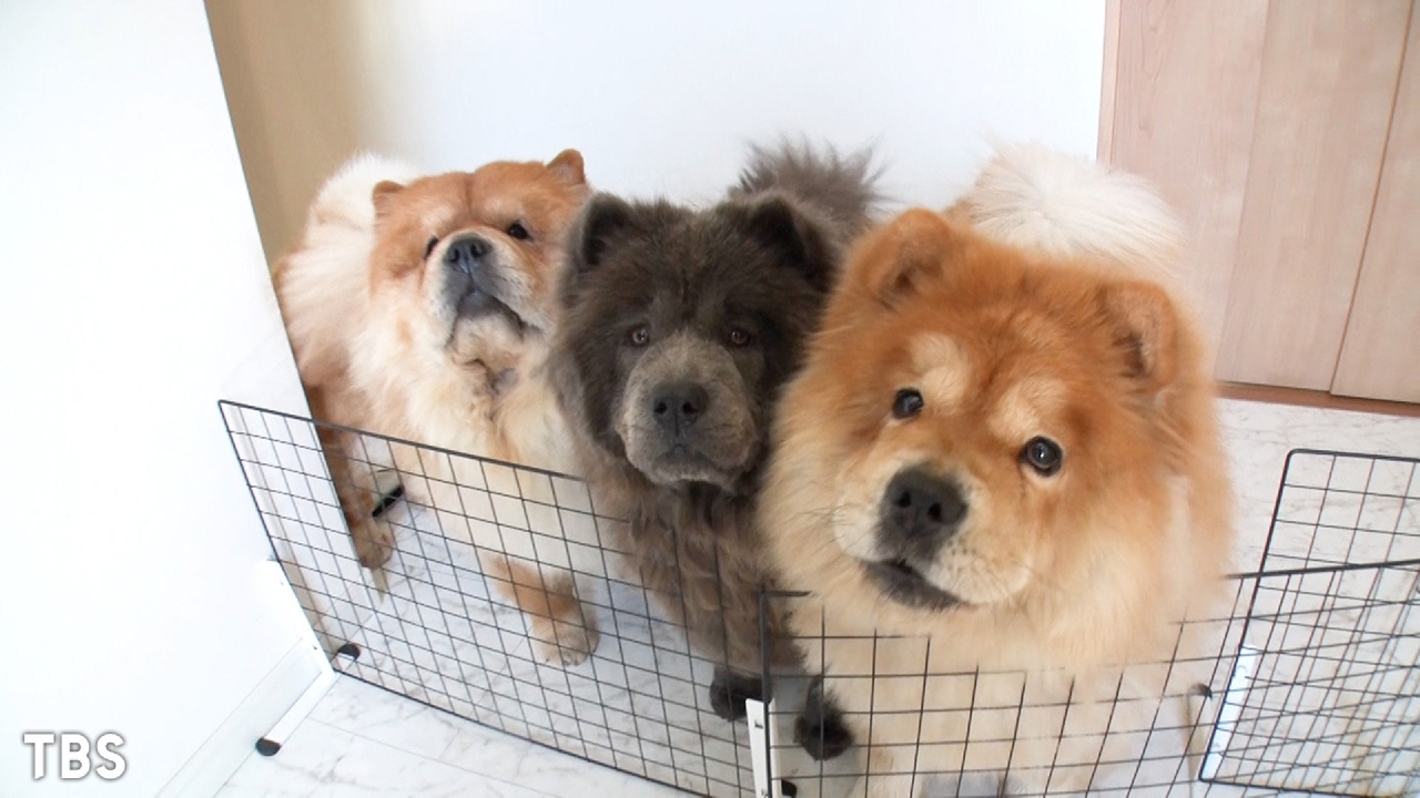 笑える！泣ける！動物スクープ100連発 6月22日 リアルタイム配信 【驚愕！激レア柄の犬ネコ集合＆マヂラブが犬と一緒に筋トレ】｜TBS ...