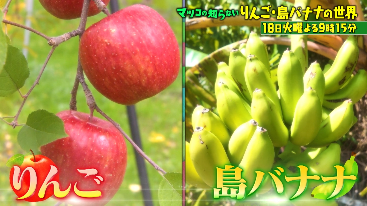 マツコの知らない世界 11月18日 リアルタイム配信 日本のフルーツが