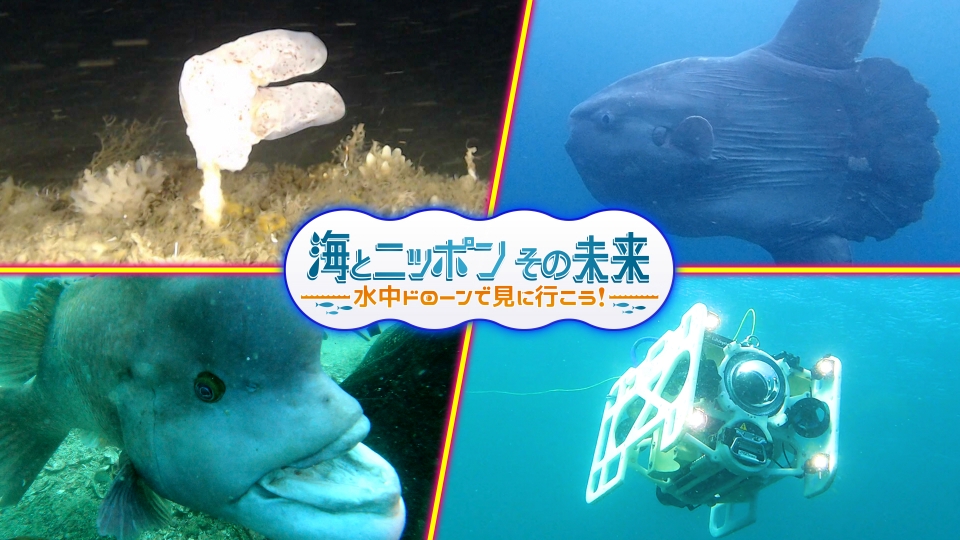 海とニッポンその未来｜バラエティ｜見逃し無料配信はTVer！人気の動画