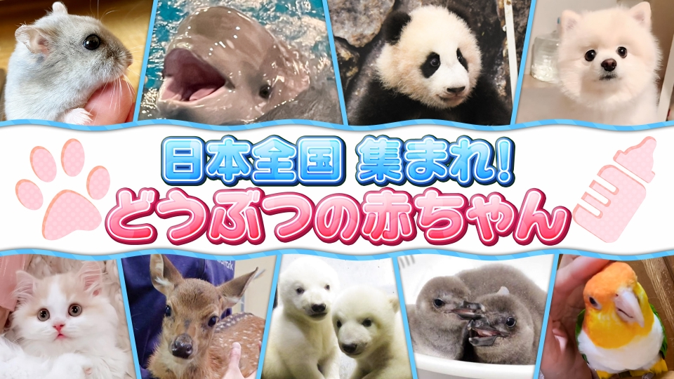 日本全国 集まれ！どうぶつの赤ちゃん｜バラエティ｜見逃し無料配信は