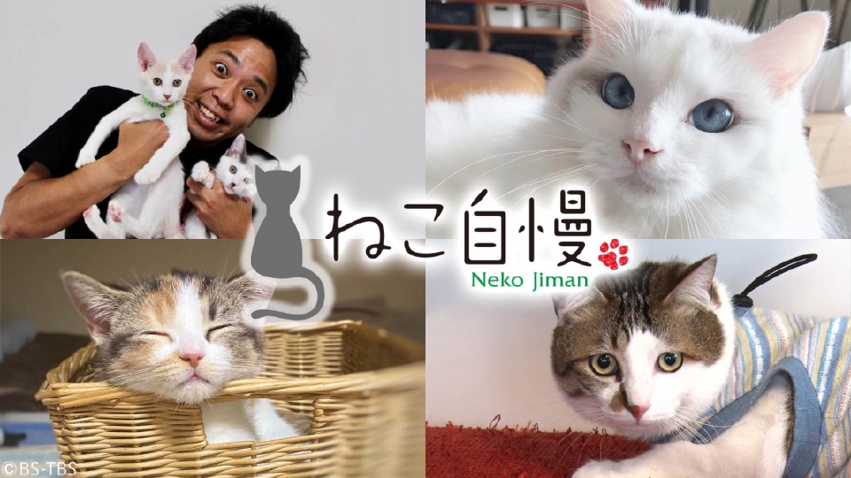 ねこ自慢｜バラエティ｜見逃し無料配信はTVer！人気の動画見放題